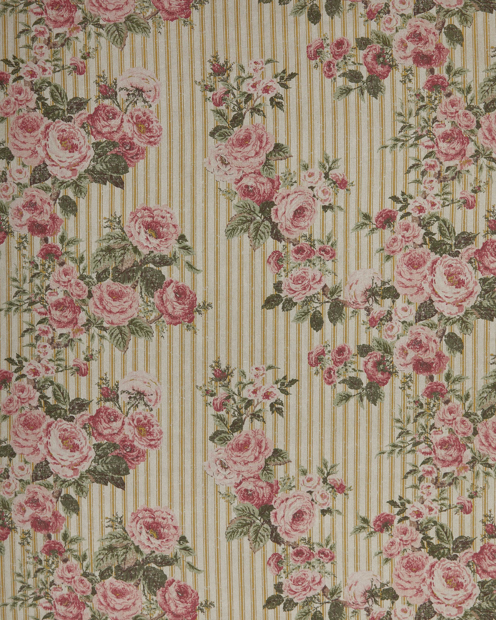 Ticking Rose, Mustard